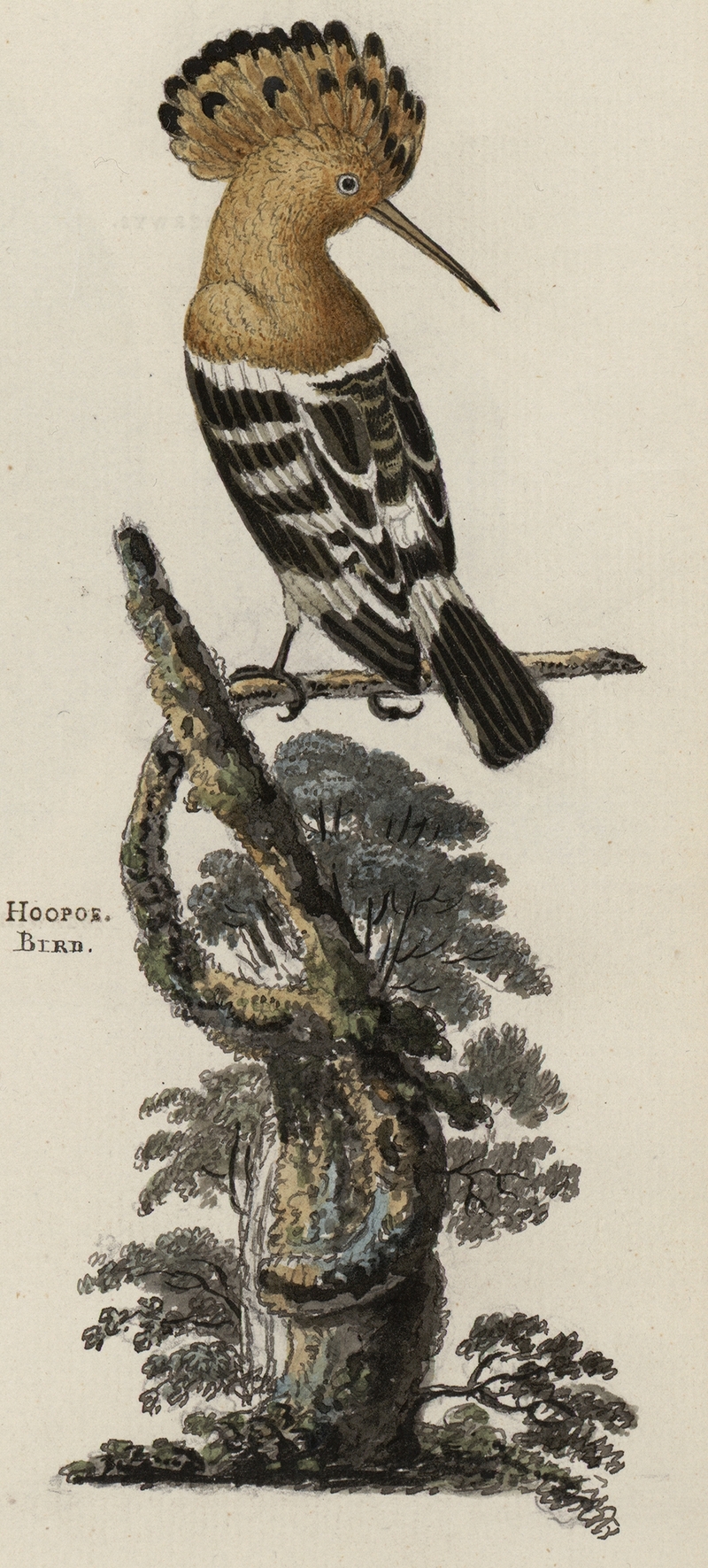 Hoopoe bird watercolour - hoopoe (Upupa epops).jpg