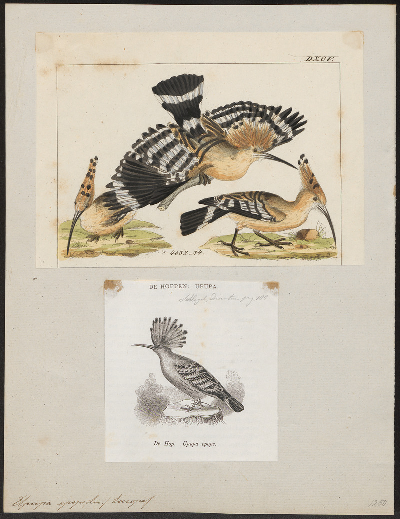 Upupa epops - 1700-1880 - Print - Iconographia Zoologica - Special Collections University of Amsterdam - UBA01 IZ16100005.jpg