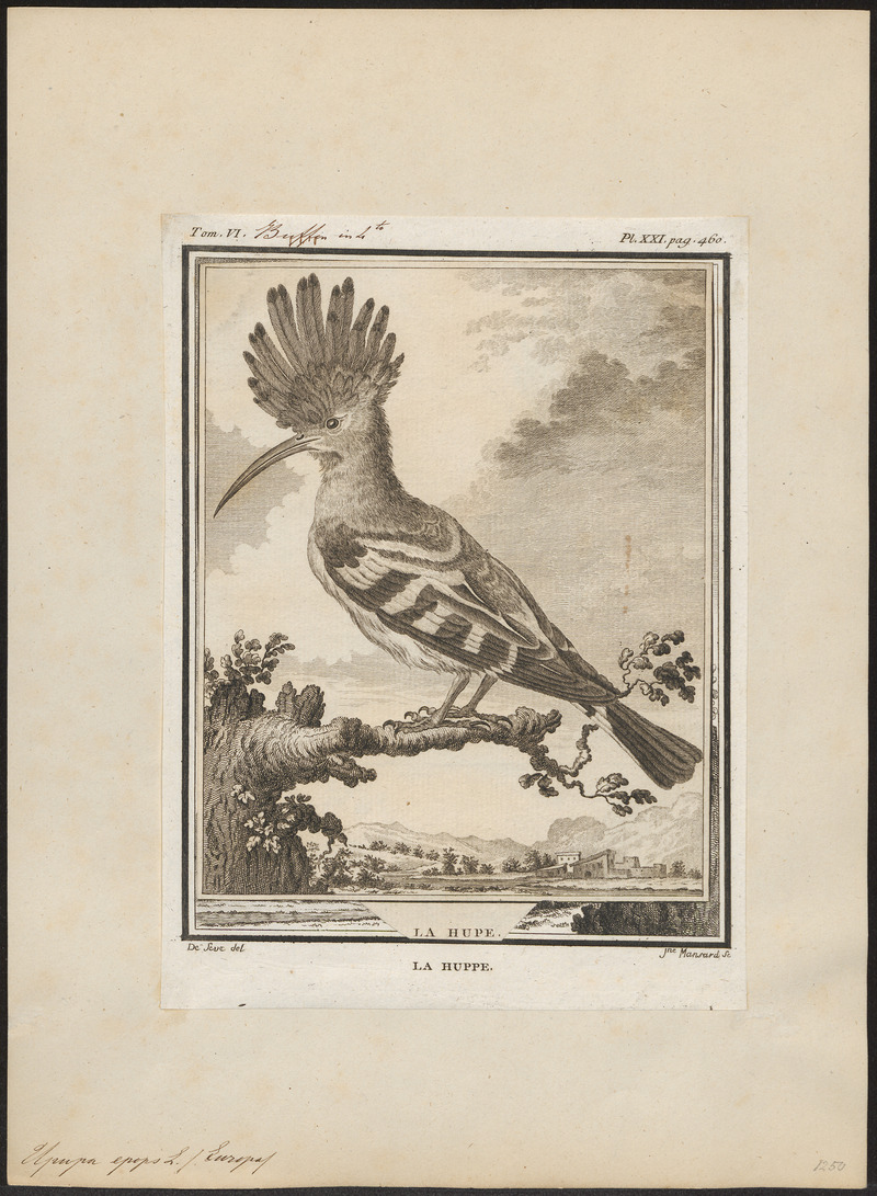 Upupa epops - 1700-1880 - Print - Iconographia Zoologica - Special Collections University of Amsterdam - UBA01 IZ16100007.jpg