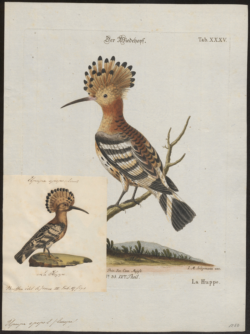 Upupa epops - 1700-1880 - Print - Iconographia Zoologica - Special Collections University of Amsterdam - UBA01 IZ16100009.jpg