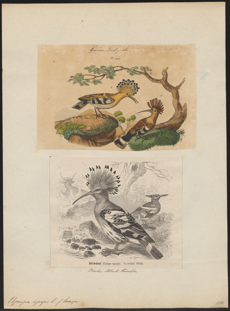 Upupa epops - 1700-1880 - Print - Iconographia Zoologica - Special Collections University of Amsterdam - UBA01 IZ16100013.jpg