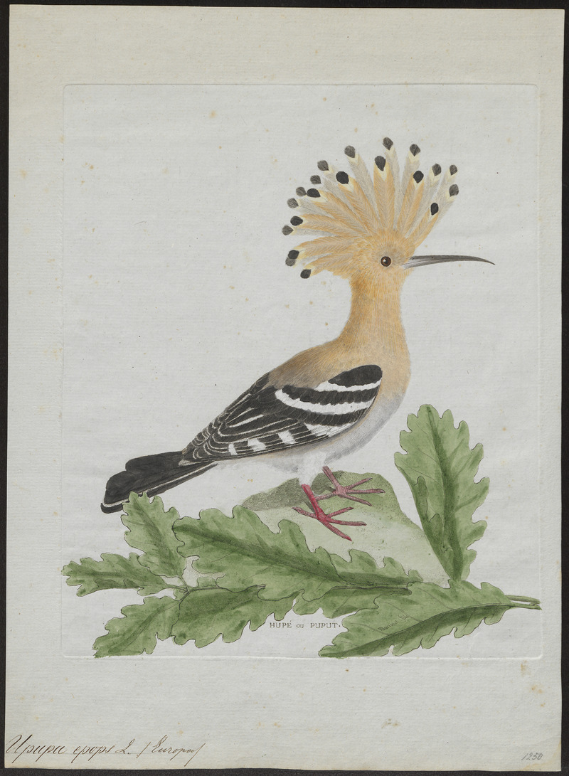 Upupa epops - 1790-1796 - Print - Iconographia Zoologica - Special Collections University of Amsterdam - UBA01 IZ16100003.jpg