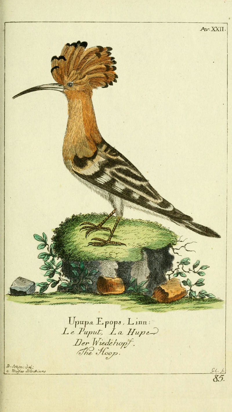 Gemeinnüzzige Naturgeschichte des Thierreichs (Plate 85) (6008538569).jpg