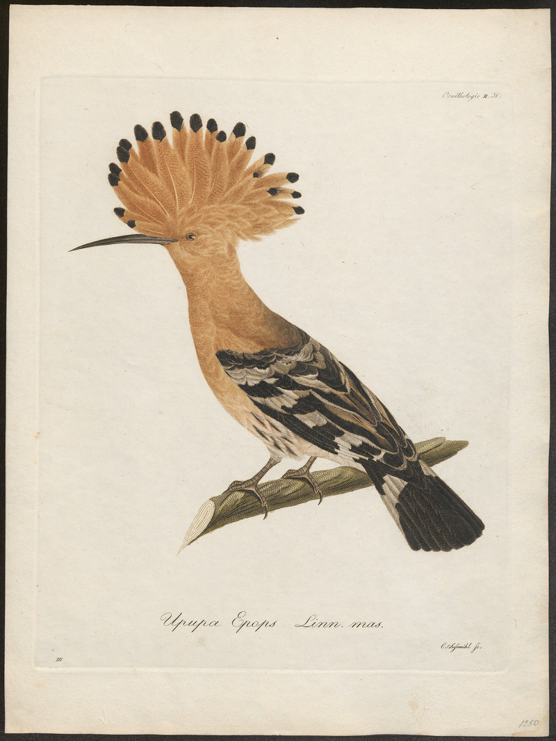 Upupa epops - 1800-1812 - Print - Iconographia Zoologica - Special Collections University of Amsterdam - UBA01 IZ16100001.jpg