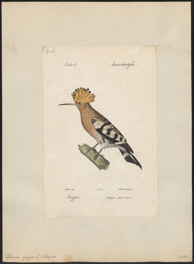 Upupa epops - 1842-1848 - Print - Iconographia Zoologica - Special Collections University of Amsterdam - UBA01 IZ16100011.jpg