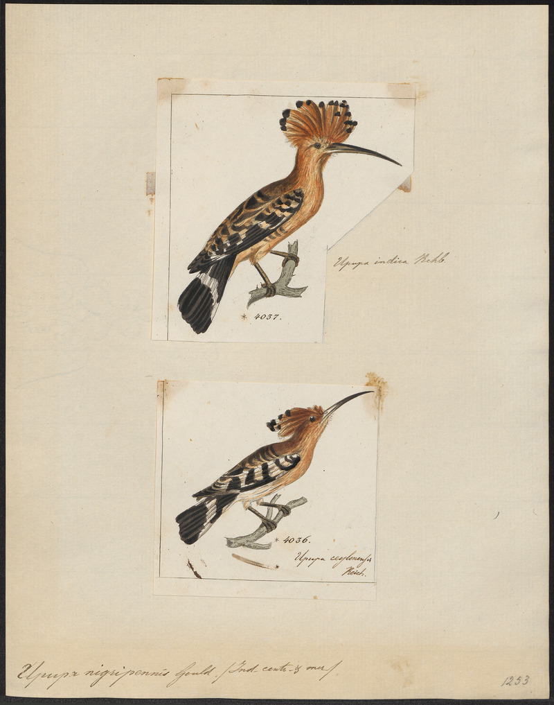 Upupa nigripennis - 1700-1880 - Print - Iconographia Zoologica - Special Collections University of Amsterdam - UBA01 IZ16100017.jpg