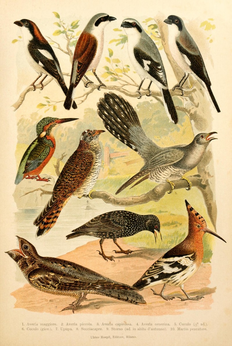 Atlante ornitologico (Tav. 24) (7413892866).jpg
