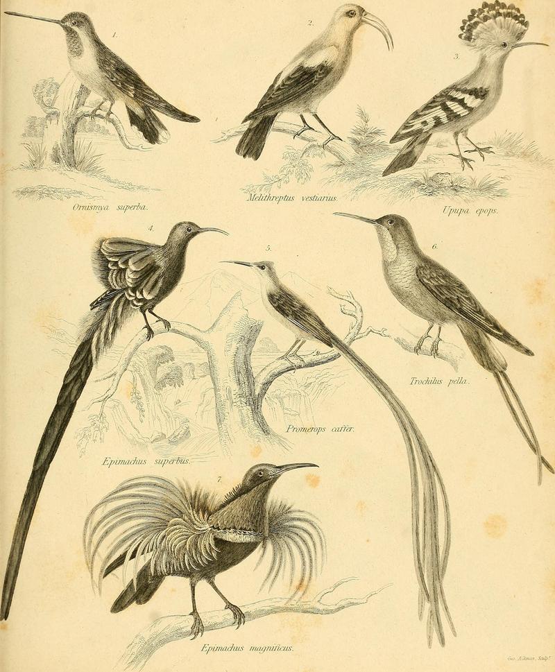 An introduction to the natural history of birds - being the article -Ornithology,- from the seventh edition of the Encyclopaedia Britannica - with one hundred and thirty-five figures (1839) (14772359263).jpg