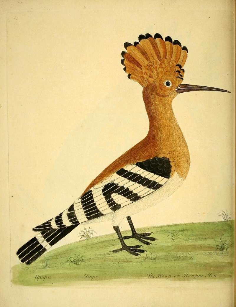 A natural history of birds (Numb. XLIII) (9315226048).jpg