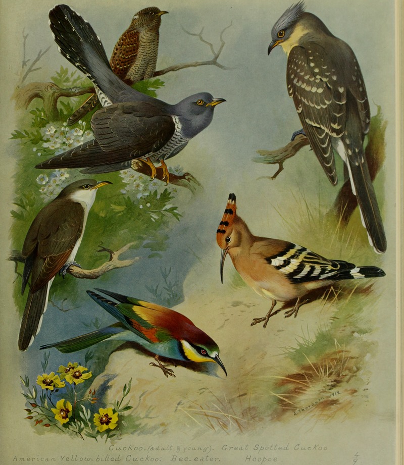 British birds (1915) (20228642028).jpg