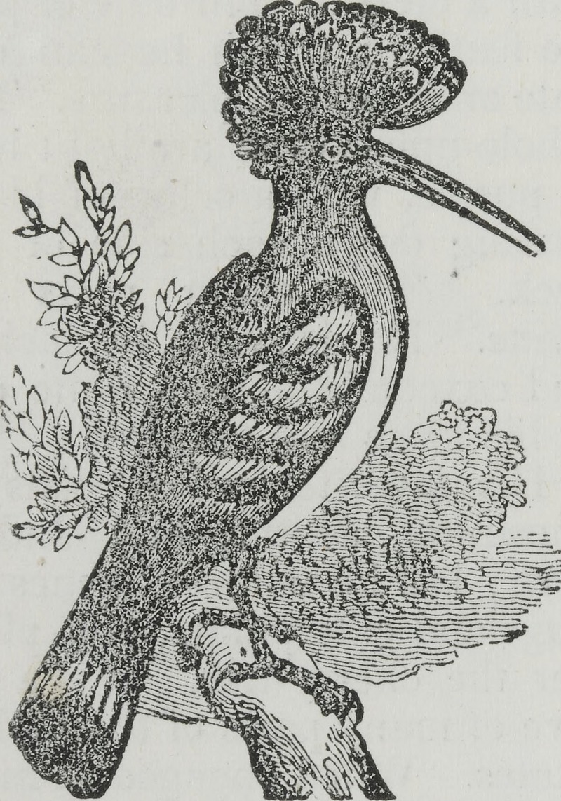 Book about birds (1850) (14750458502).jpg