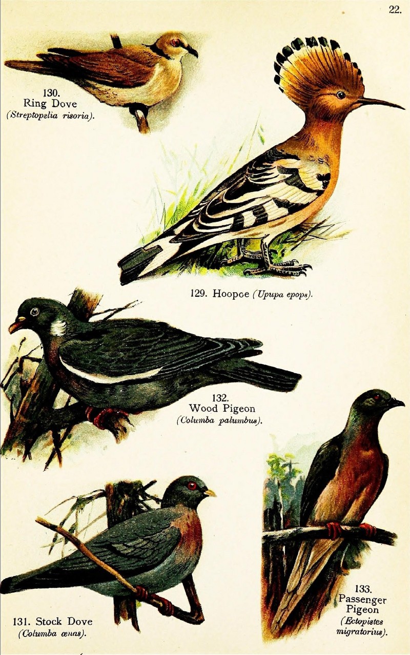 Birds of the world for young people (Pl. 22) (7971247756).jpg