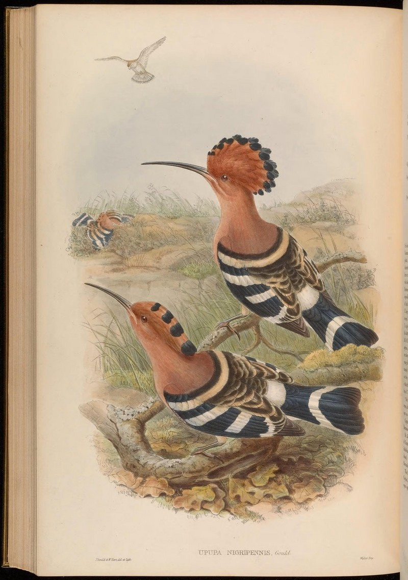 Birds of Asia - by John Gould (Plate 66) (6900282962).jpg