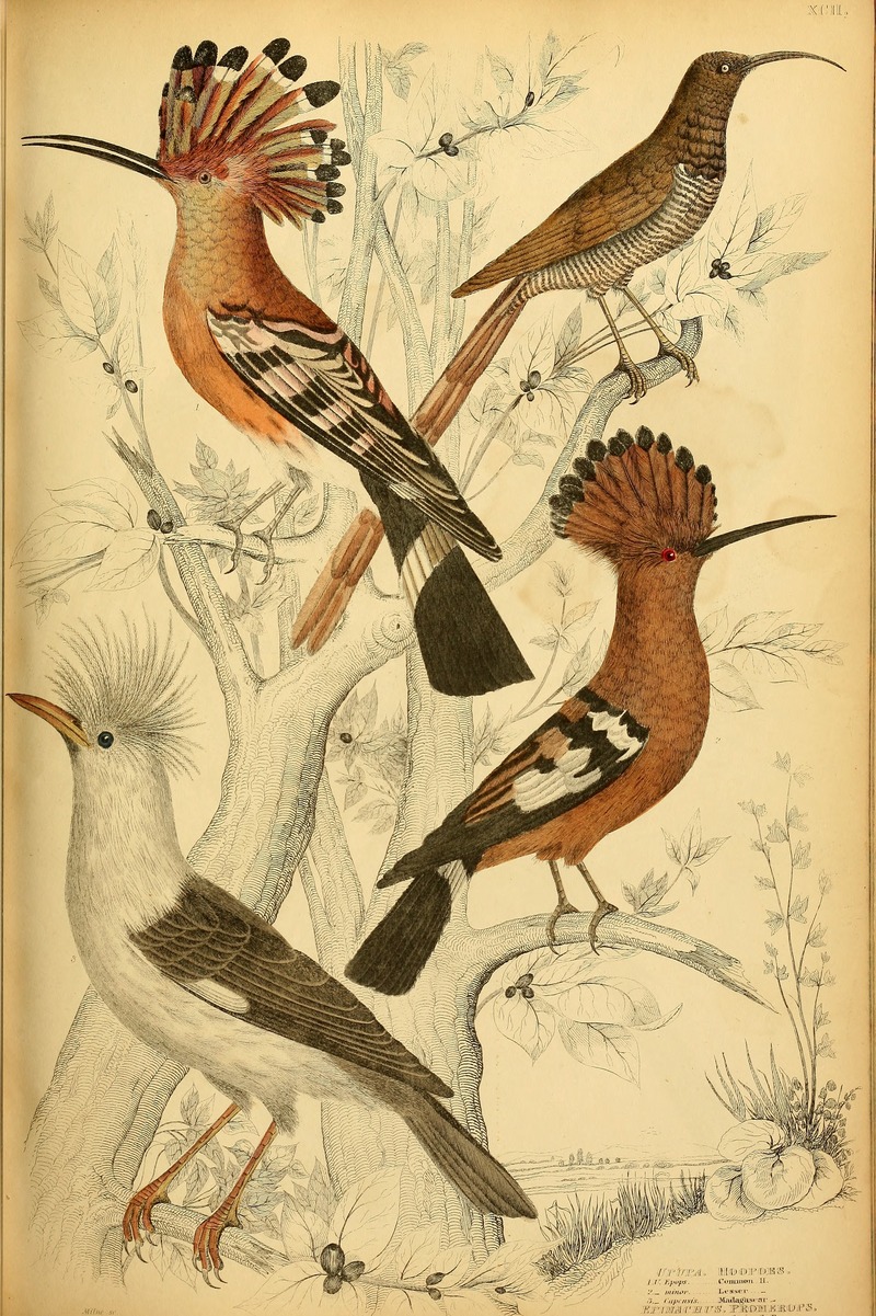 Edinburgh journal of natural history and of the physical sciences (1835) (20977548970).jpg