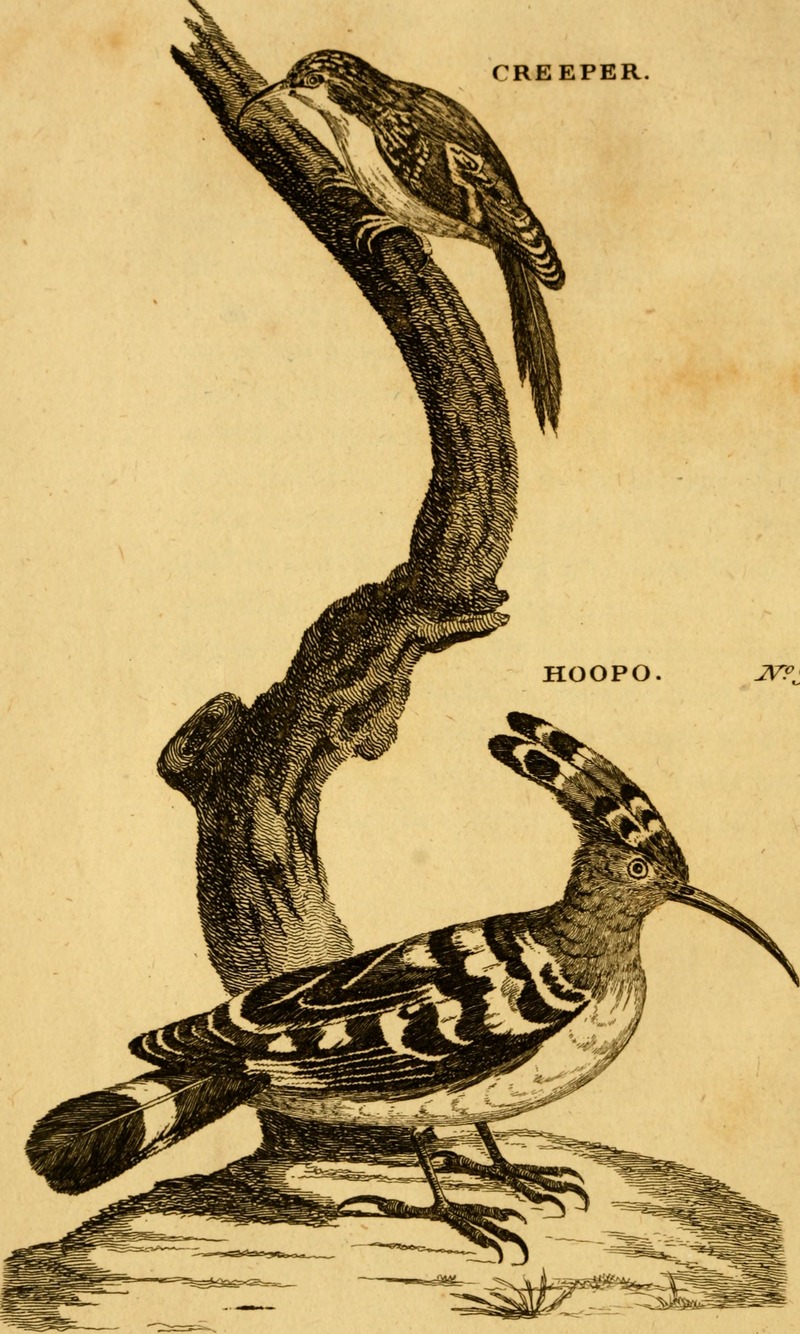 British zoology (1776) (14761472064).jpg