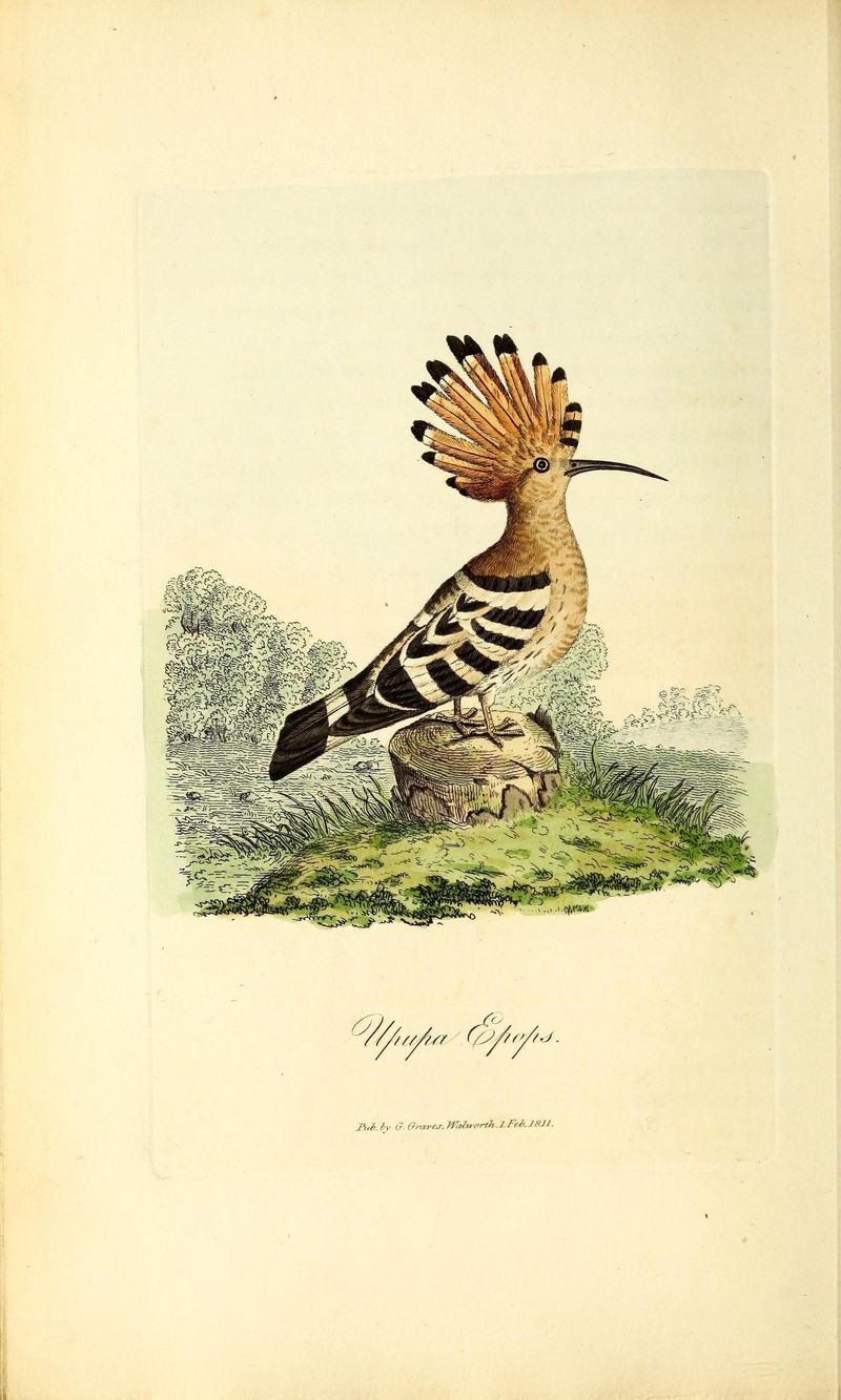 British ornithology (18964129471).jpg