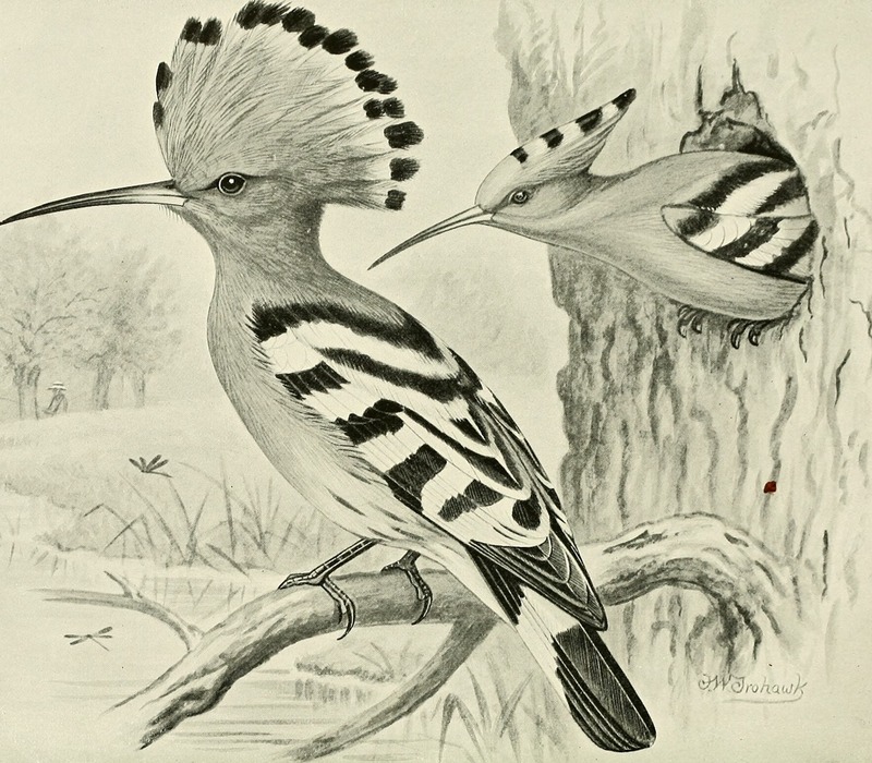 British birds with their nests and eggs (1896) (14563971169).jpg