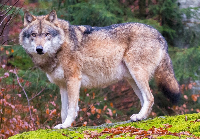 Grey wolves in Bavarian Forest National Park (cropped) - Eurasian wolf (Canis lupus lupus).jpg