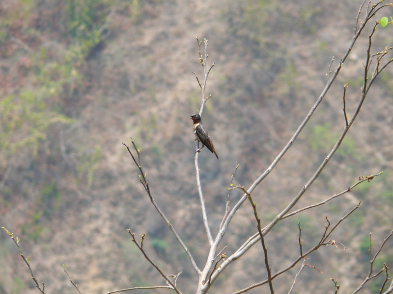 Spot-winged Starling - Saroglossa spiloptera - P1050525 - spot-winged starling (Saroglossa spiloptera).jpg