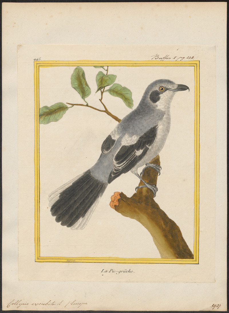 Collyrio excubitor - 1700-1880 - Print - Iconographia Zoologica - Special Collections University of Amsterdam - UBA01 IZ16600367.jpg