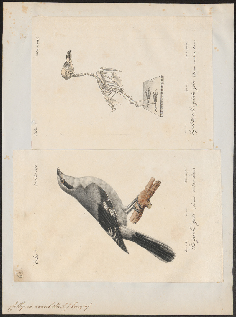 Collyrio excubitor - 1700-1880 - Print - Iconographia Zoologica - Special Collections University of Amsterdam - UBA01 IZ16600377.jpg