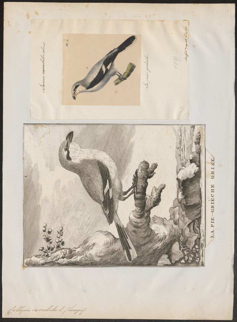 Collyrio excubitor - 1700-1880 - Print - Iconographia Zoologica - Special Collections University of Amsterdam - UBA01 IZ16600379.jpg