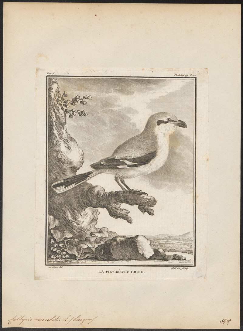 Collyrio excubitor - 1700-1880 - Print - Iconographia Zoologica - Special Collections University of Amsterdam - UBA01 IZ16600381.jpg