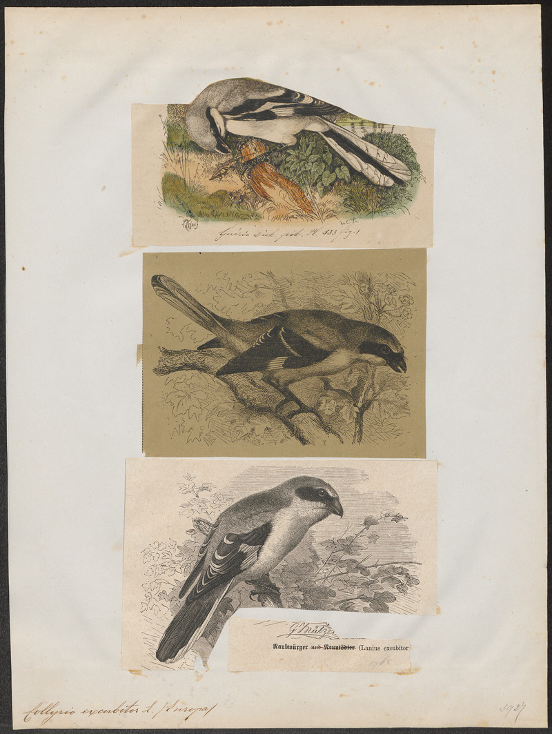 Collyrio excubitor - 1700-1880 - Print - Iconographia Zoologica - Special Collections University of Amsterdam - UBA01 IZ16600383.jpg