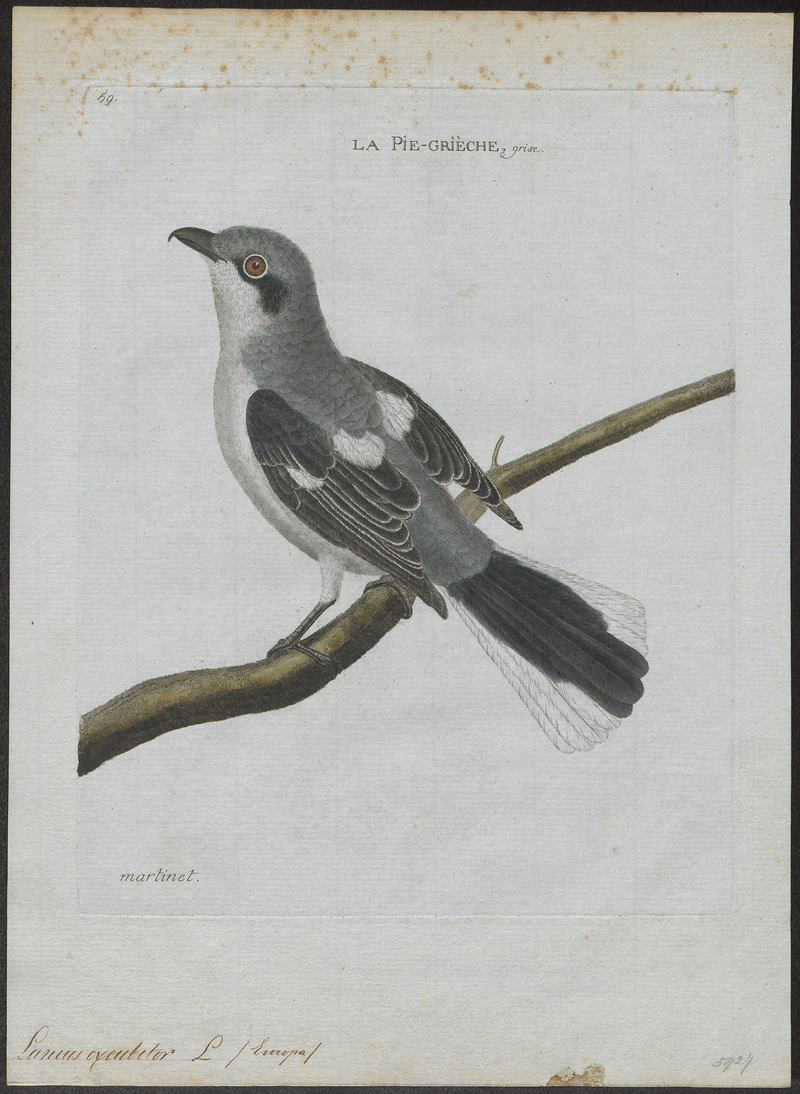 Collyrio excubitor - 1790-1796 - Print - Iconographia Zoologica - Special Collections University of Amsterdam - UBA01 IZ16600385.jpg