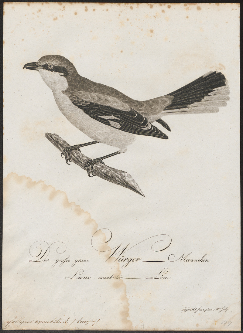 Collyrio excubitor - 1800-1812 - Print - Iconographia Zoologica - Special Collections University of Amsterdam - UBA01 IZ16600371.jpg