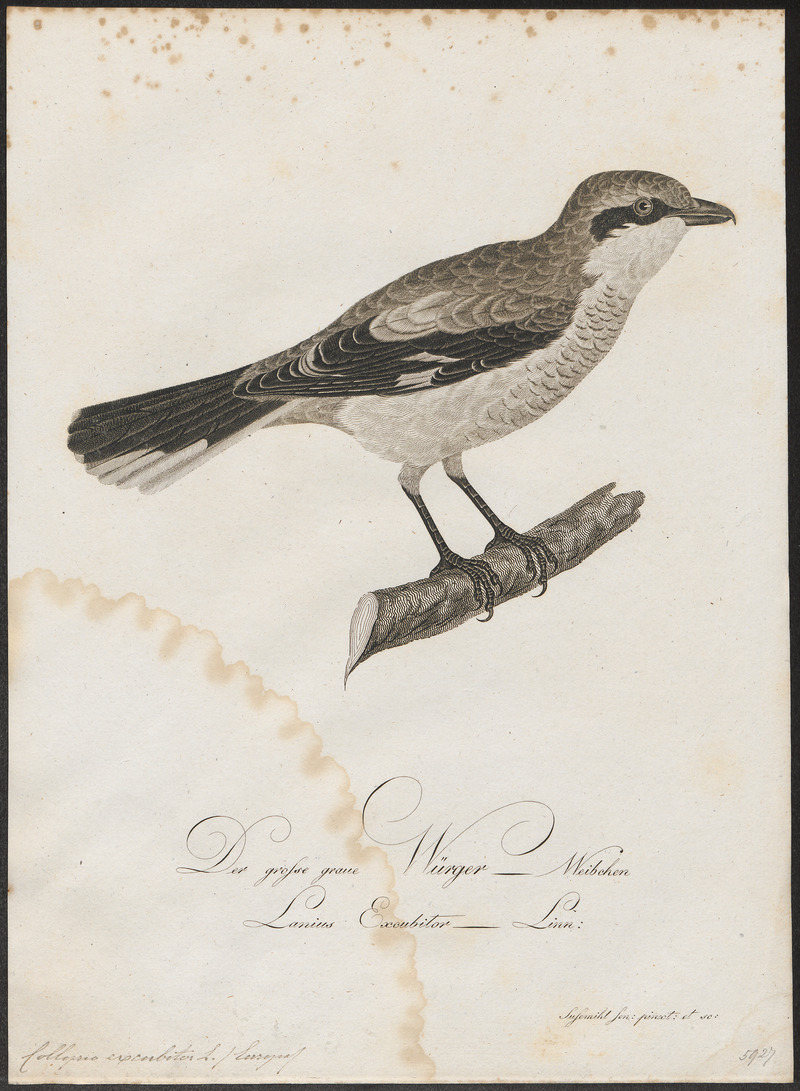 Collyrio excubitor - 1800-1812 - Print - Iconographia Zoologica - Special Collections University of Amsterdam - UBA01 IZ16600373.jpg
