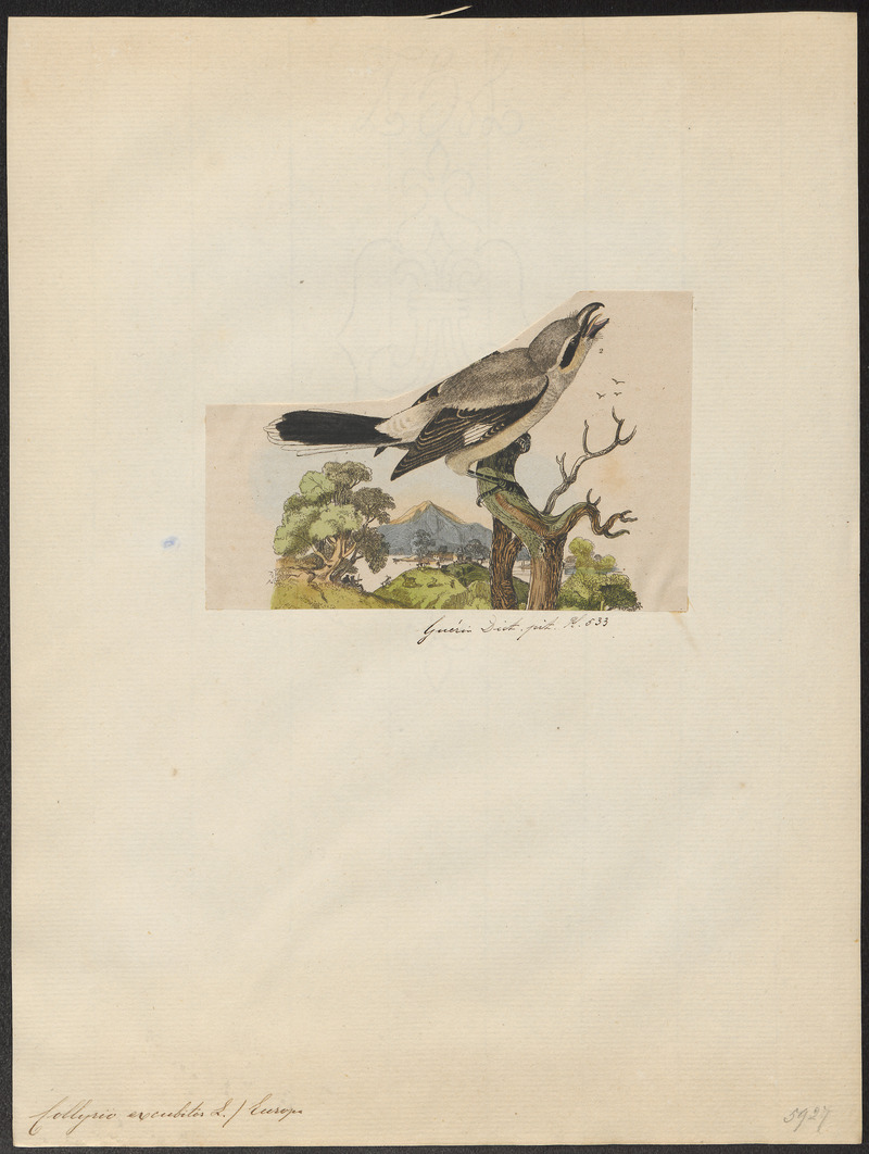 Collyrio excubitor - 1833-1839 - Print - Iconographia Zoologica - Special Collections University of Amsterdam - UBA01 IZ16600369.jpg