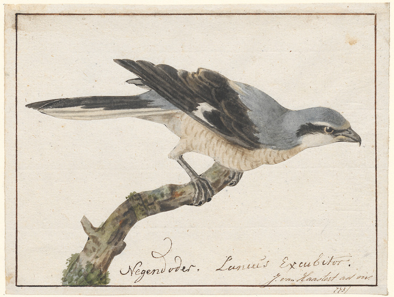 Lanius excubitor - 1753-1834 - Print - Iconographia Zoologica - Special Collections University of Amsterdam - UBA01 IZA1000232.jpg