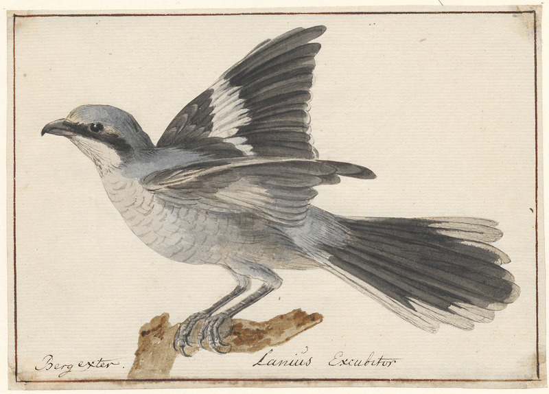 Lanius excubitor - 1753-1834 - Print - Iconographia Zoologica - Special Collections University of Amsterdam - UBA01 IZA1000234.jpg