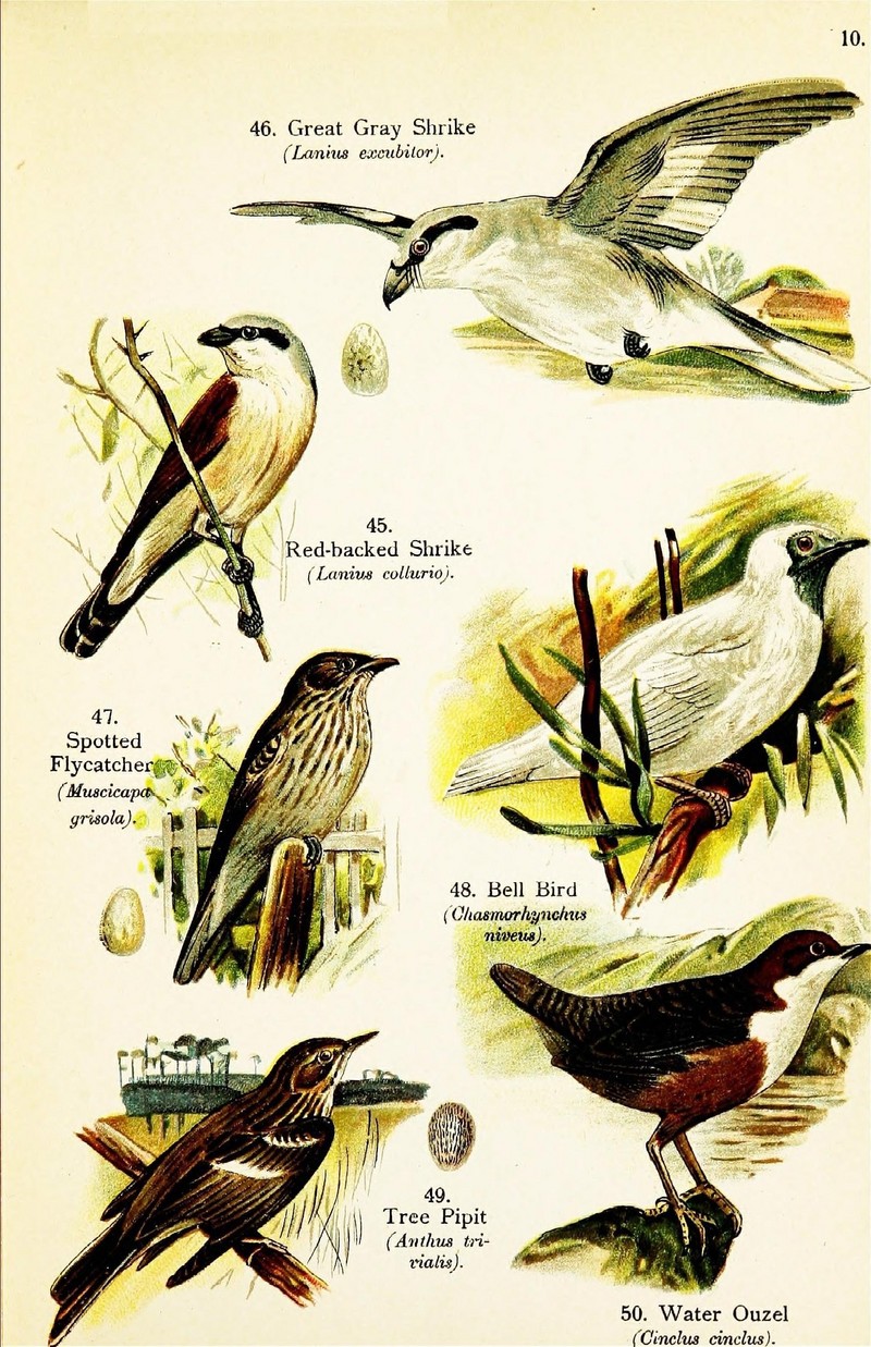 Birds of the world for young people (Pl. 10) (7971259936).jpg