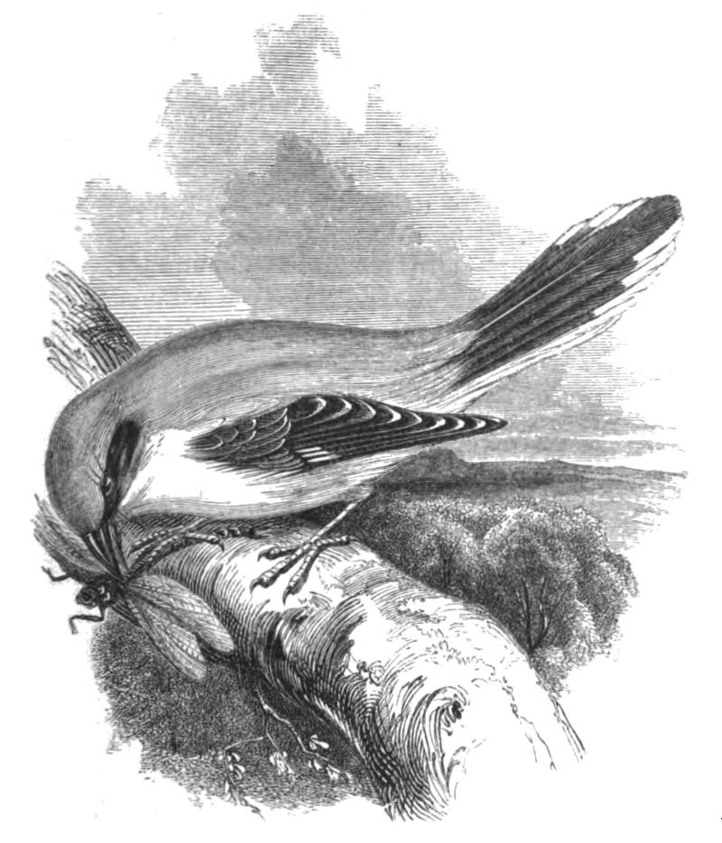 Natural History, Birds - Shrike.jpg