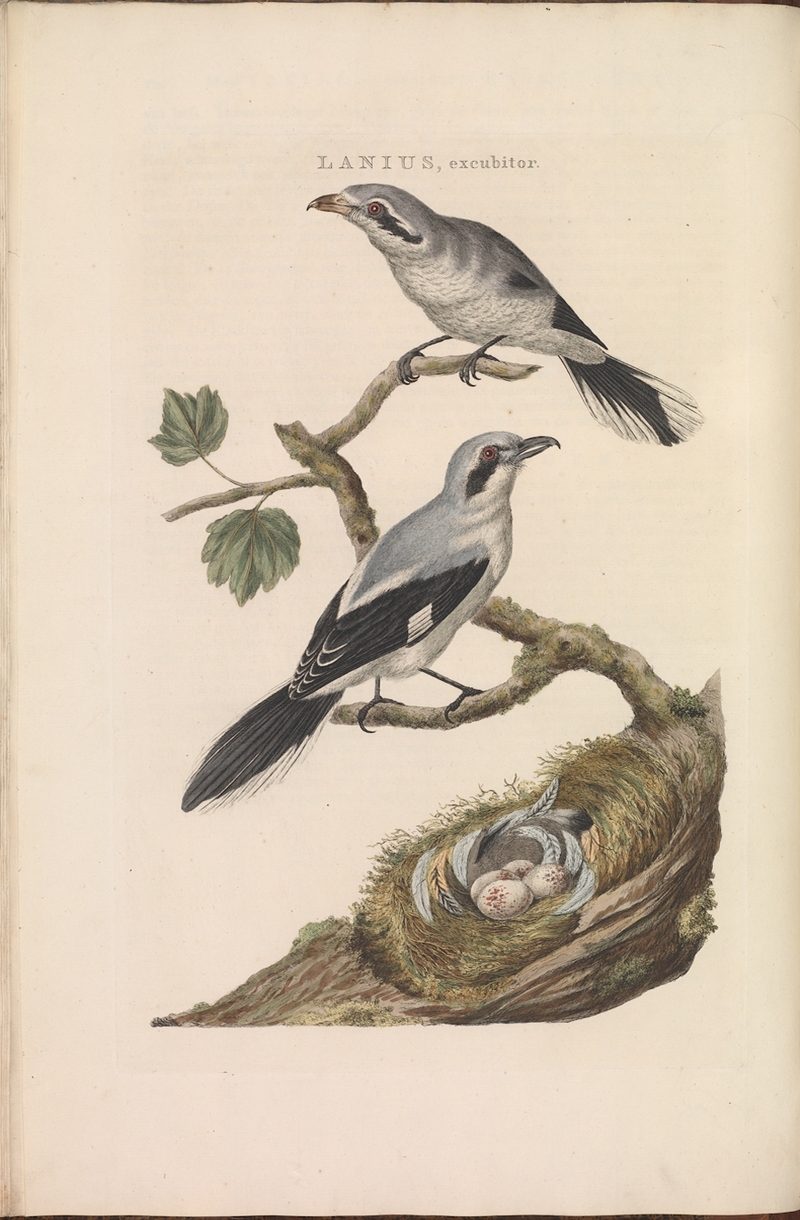 Nederlandsche vogelen (KB) - Lanius excubitor (120b).jpg