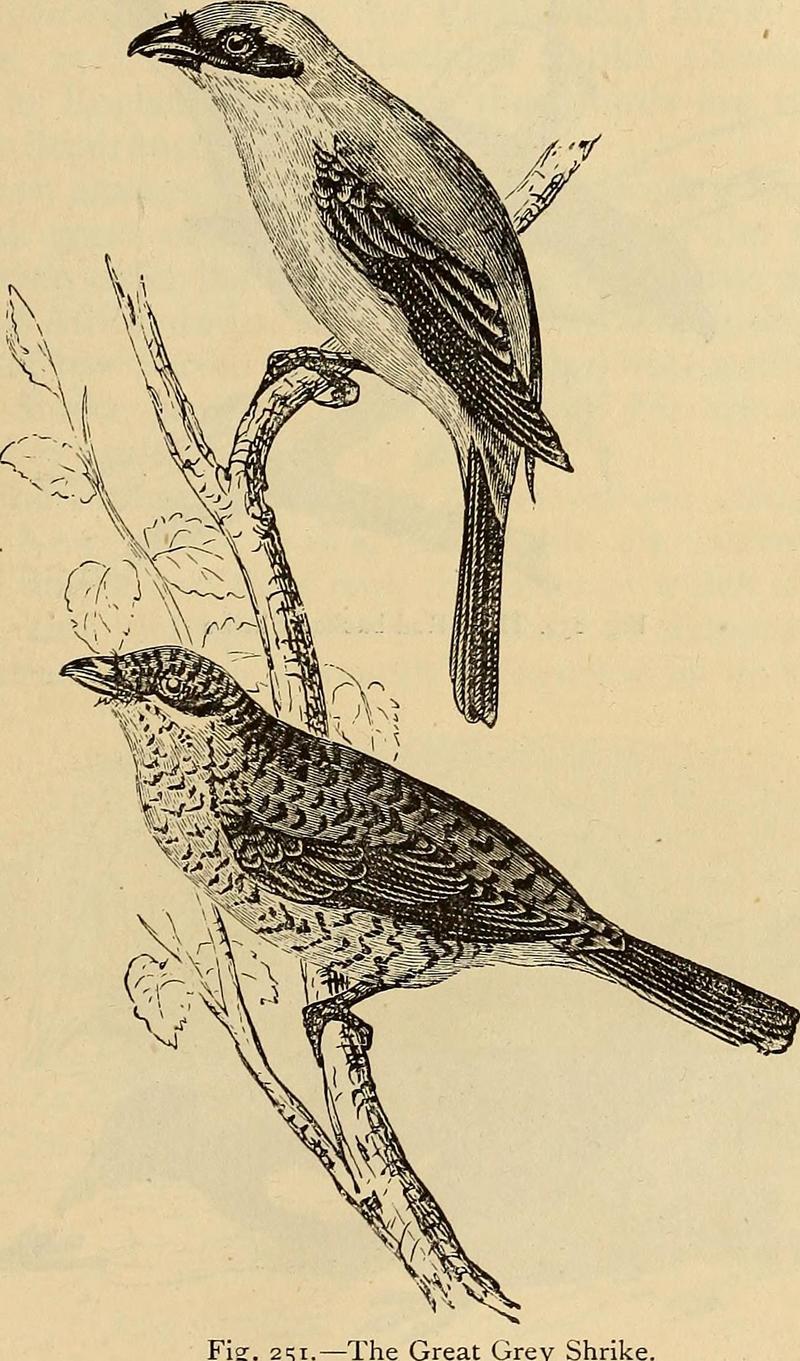 Reptiles and birds. A popular account of the various orders; with a description of the habits and economy of the most interesting. (1873) (14746567781).jpg