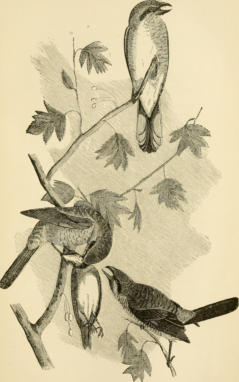 The birds of New Englandand adjacent states- containing descriptions of the birds of New England together with a history of their habitats .; with illustrations of many species of the birds, and (14564697527).jpg
