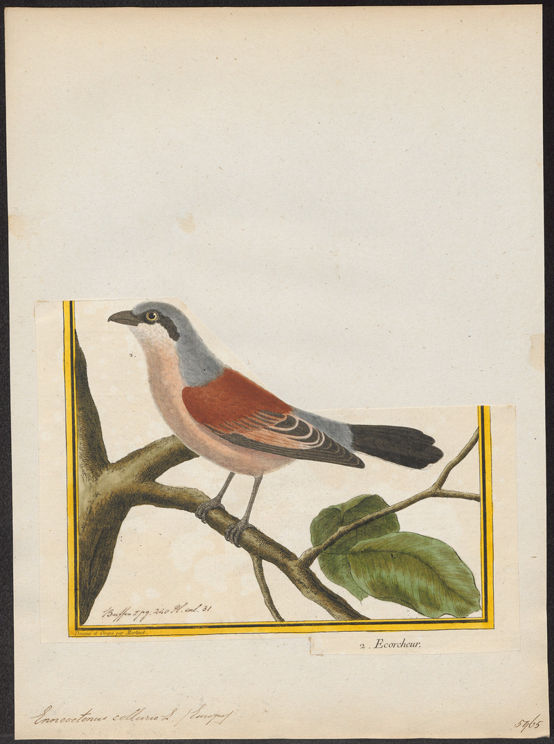 Enneoctonus collurio - 1700-1880 - Print - Iconographia Zoologica - Special Collections University of Amsterdam - UBA01 IZ16600407.jpg