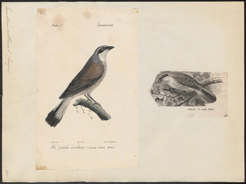 Enneoctonus collurio - 1700-1880 - Print - Iconographia Zoologica - Special Collections University of Amsterdam - UBA01 IZ16600409.jpg