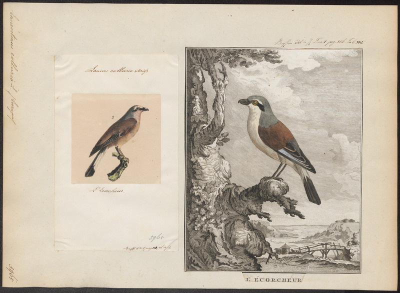 Enneoctonus collurio - 1700-1880 - Print - Iconographia Zoologica - Special Collections University of Amsterdam - UBA01 IZ16600411.jpg
