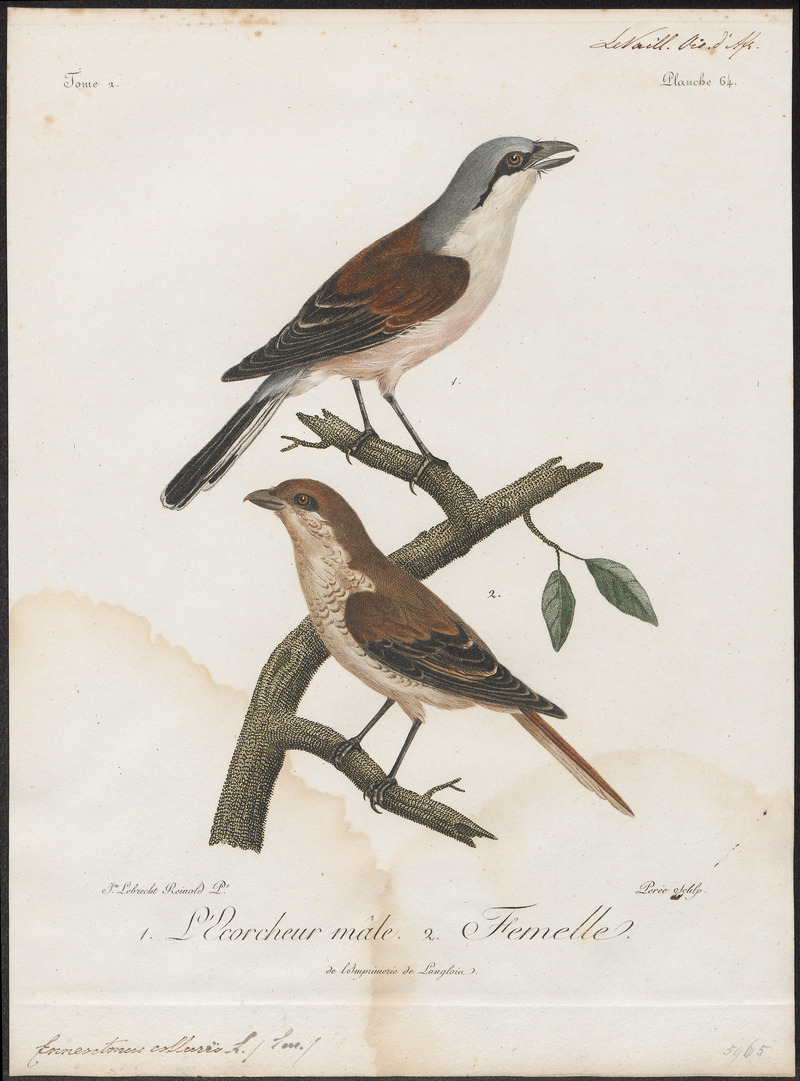 Enneoctonus collurio - 1796-1808 - Print - Iconographia Zoologica - Special Collections University of Amsterdam - UBA01 IZ16600413.jpg