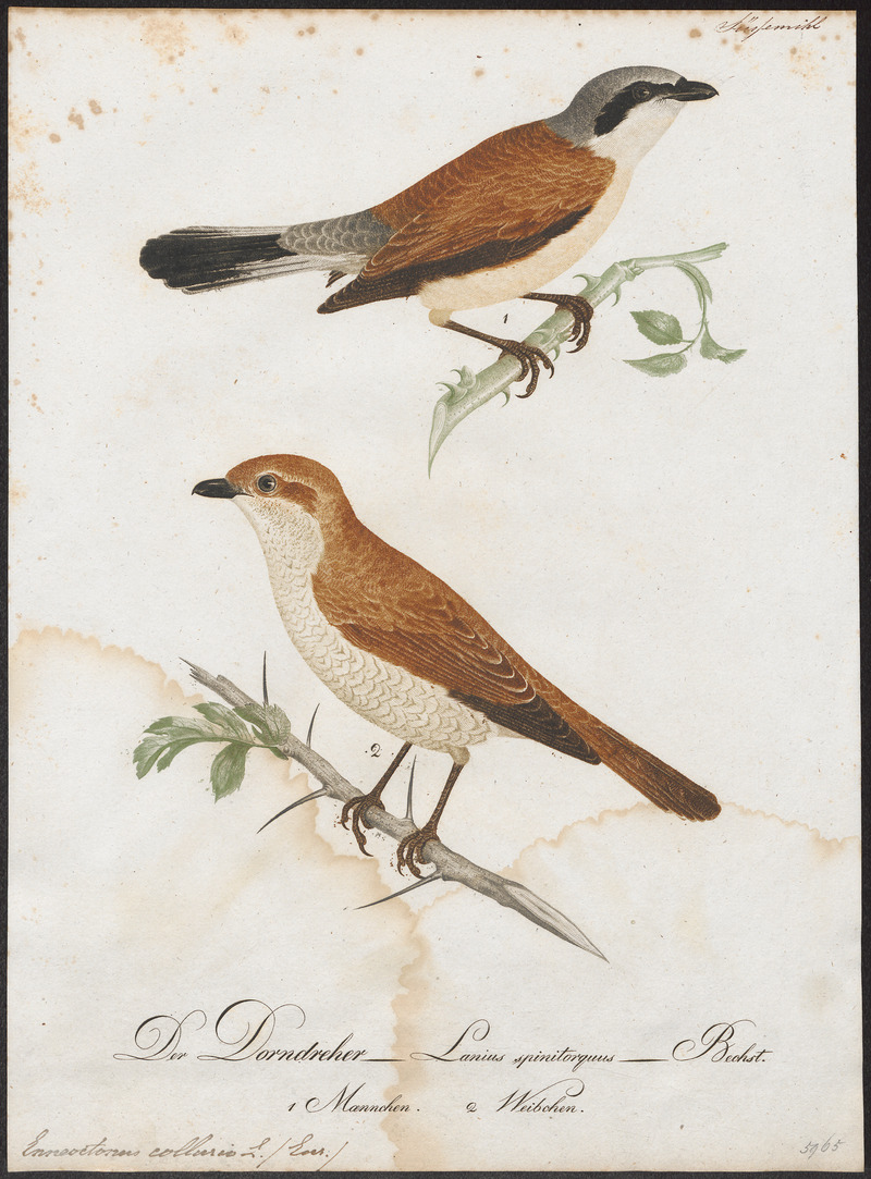 Enneoctonus collurio - 1800-1812 - Print - Iconographia Zoologica - Special Collections University of Amsterdam - UBA01 IZ16600415.jpg