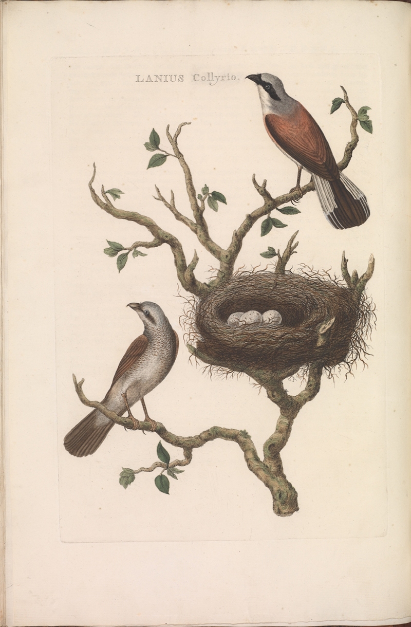 Nederlandsche vogelen (KB) - Lanius collurio (126b).jpg