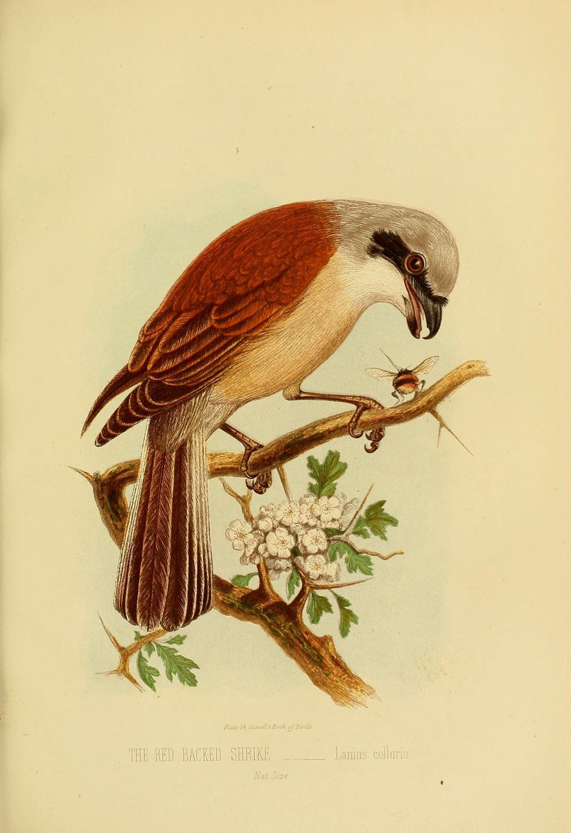 Cassell's book of birds (Plate XIV) (8553599099).jpg