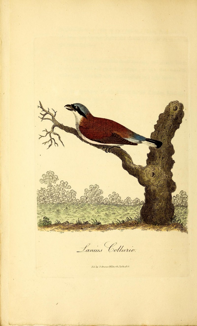 British ornithology (18773862428).jpg