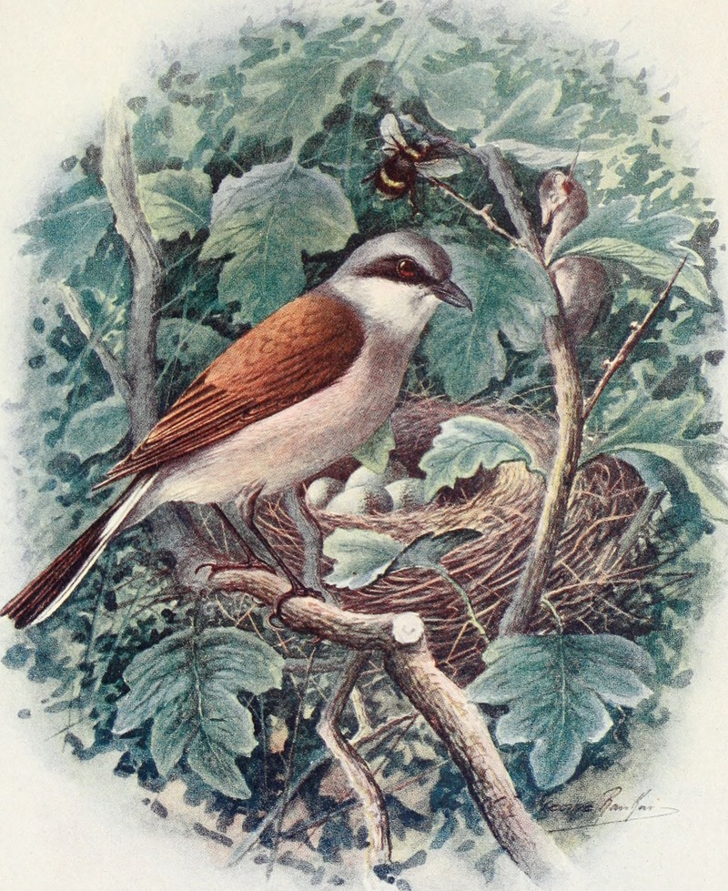 Britain's birds and their nests (1910) (14732390856).jpg