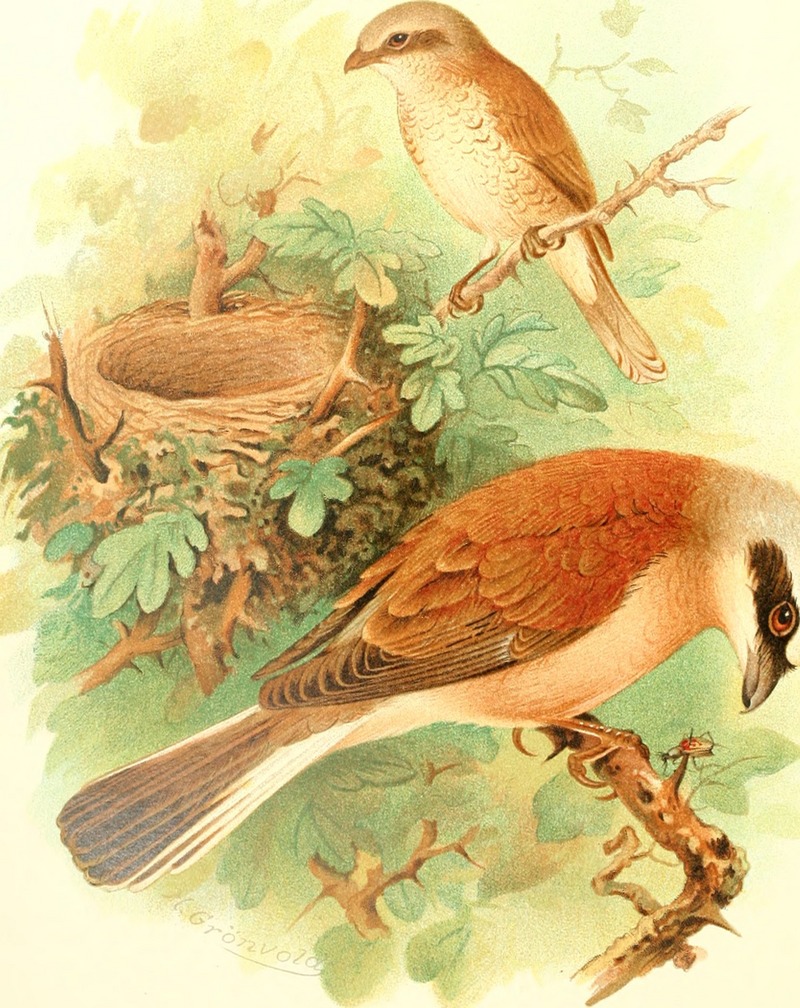 Birds of Great Britain and Ireland (1907) (14568573139).jpg