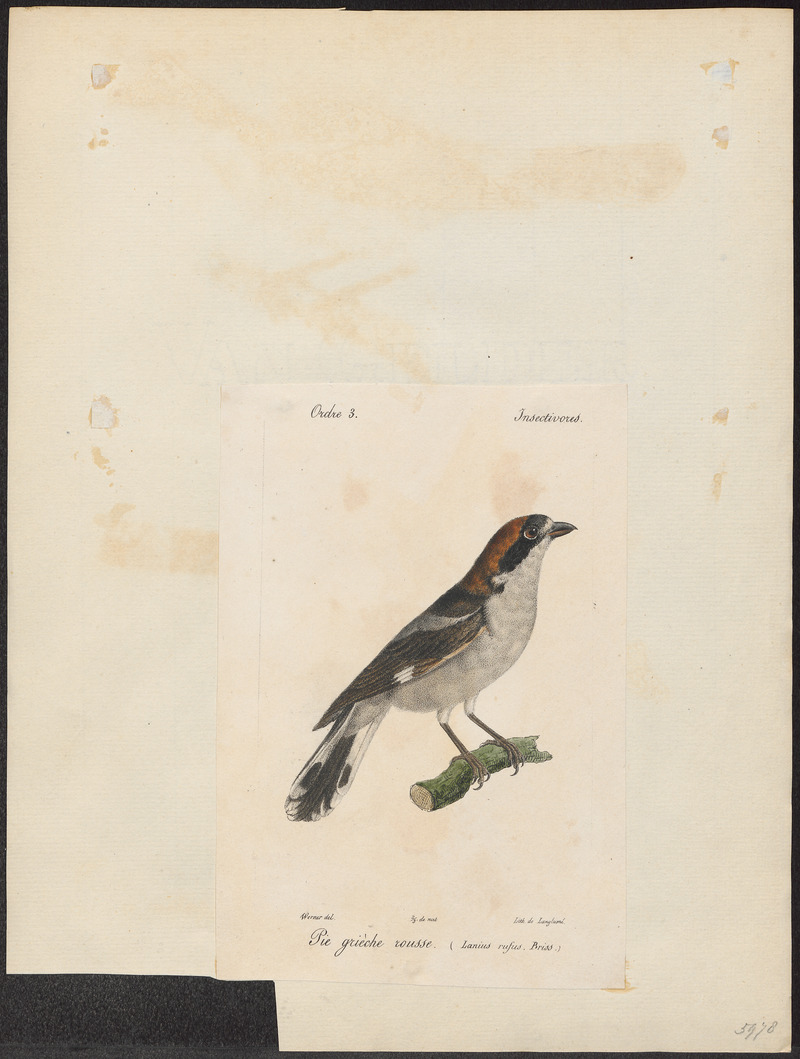 Lanius senator - 1842-1848 - Print - Iconographia Zoologica - Special Collections University of Amsterdam - UBA01 IZ16600427.jpg